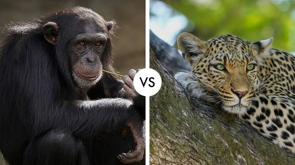 chimpanzee vs leopard