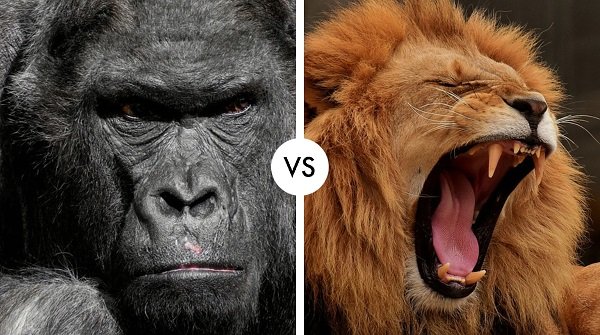 gorilla vs lion