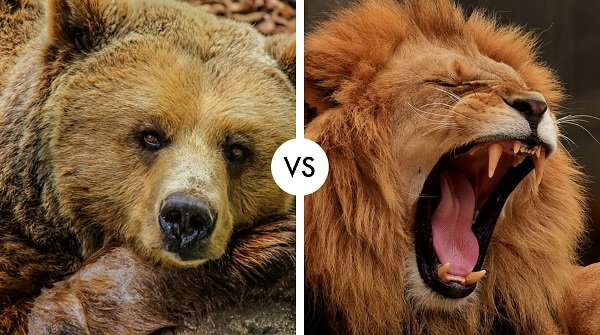 grizzly bear vs lion