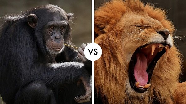 lion vs chimpanzee