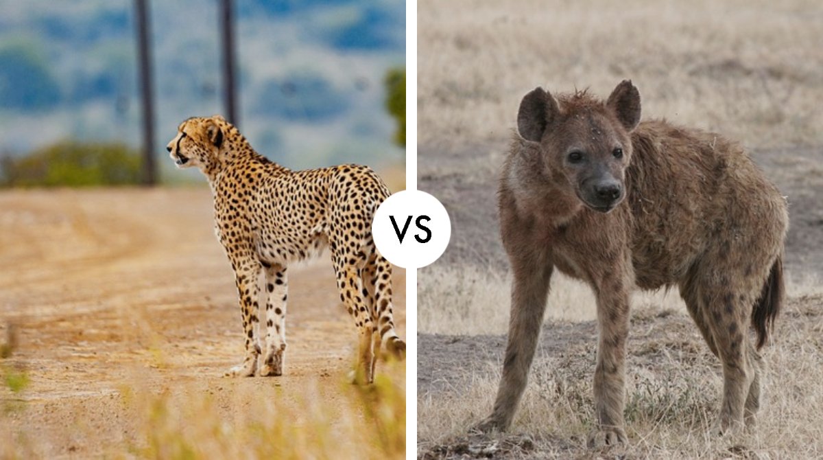 cheetah vs hyena