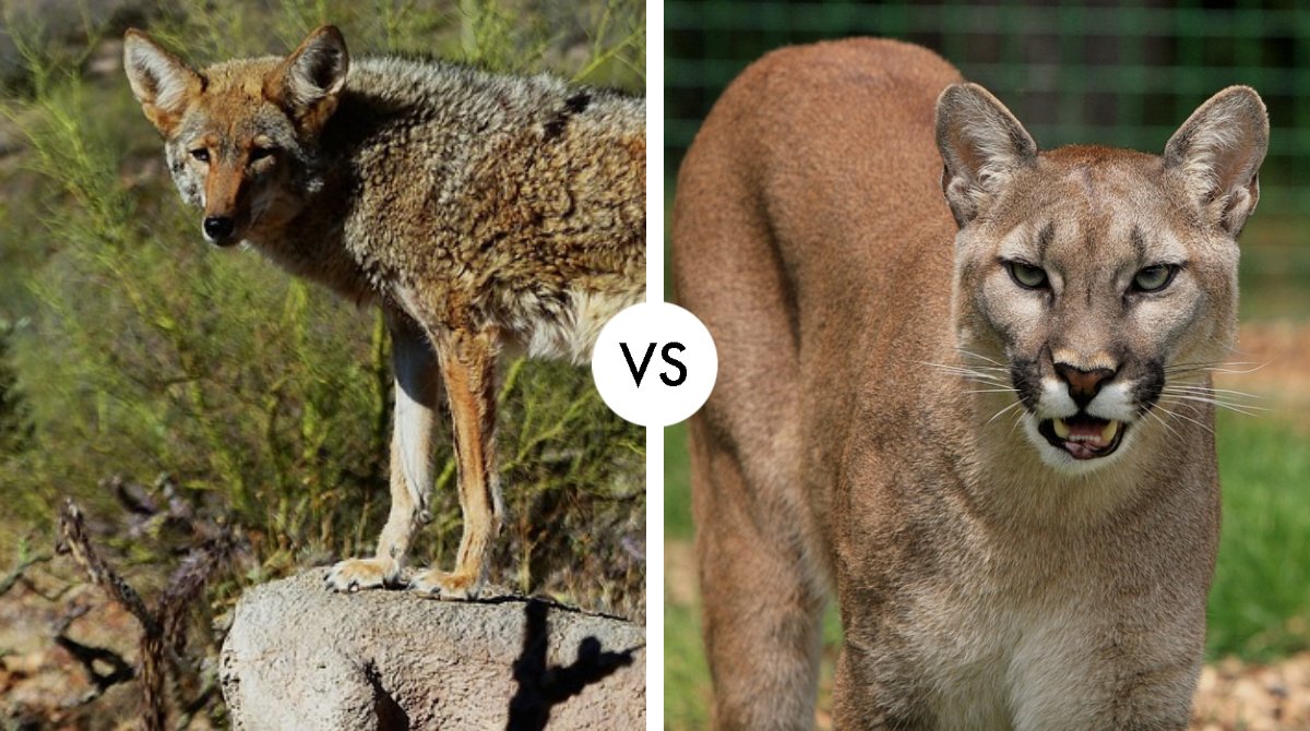 coyote vs puma