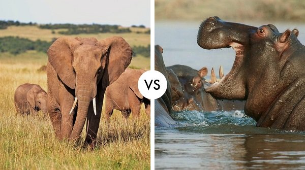 elephant vs hippo