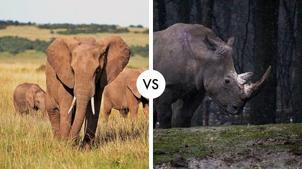 elephant vs rhino
