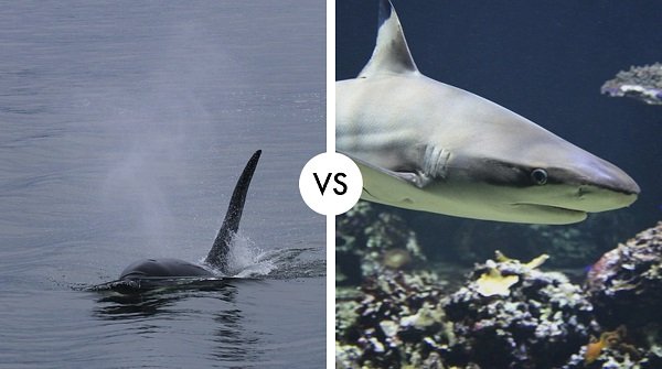 killer whale vs shark
