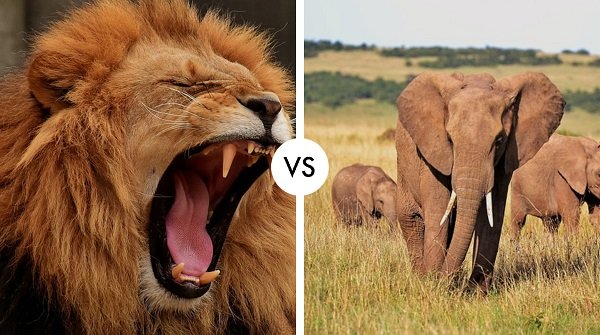 lion vs elephant