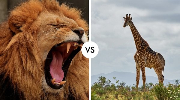 lion vs giraffe