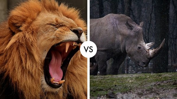 Lion vs Rhino