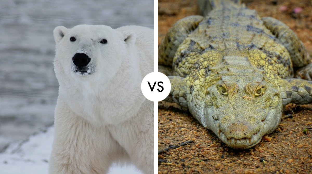 polar bear vs crocodile