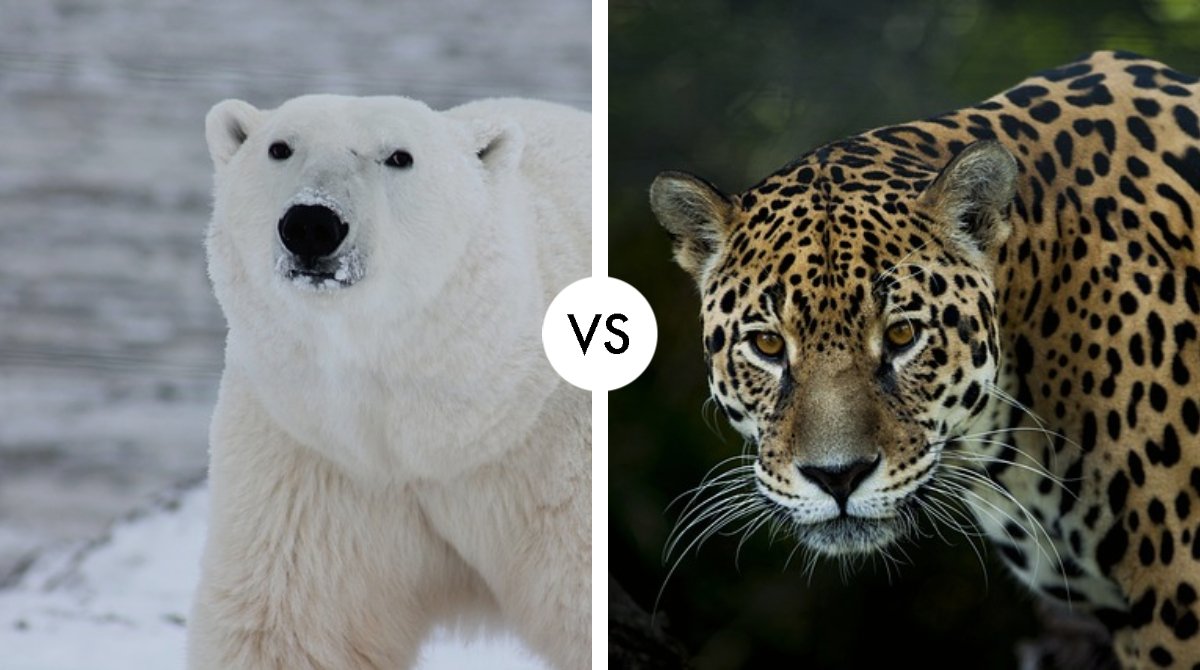 polar bear vs jaguar