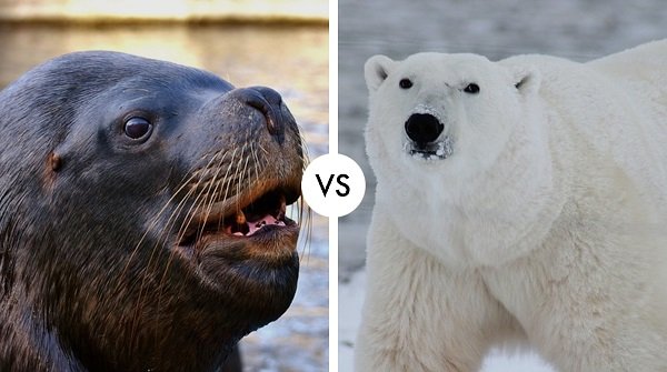 polar bear vs sea Lion