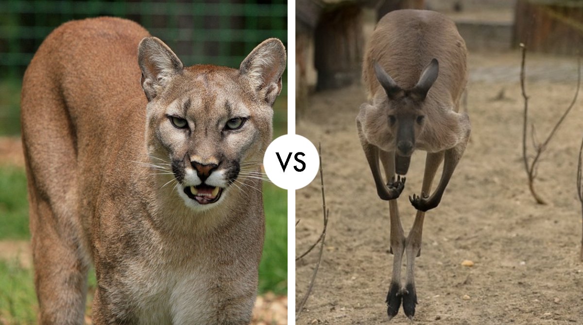 puma vs kangaroo