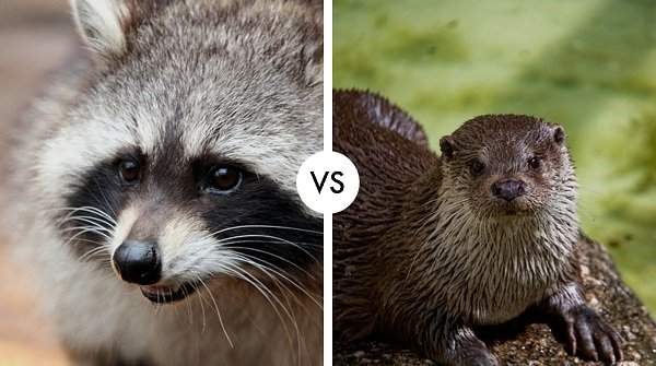 racoon vs otter