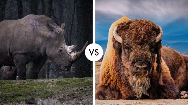 Rhinoceros VS Bison - Big Herbivores Fight - Hypothetical Animal Battles