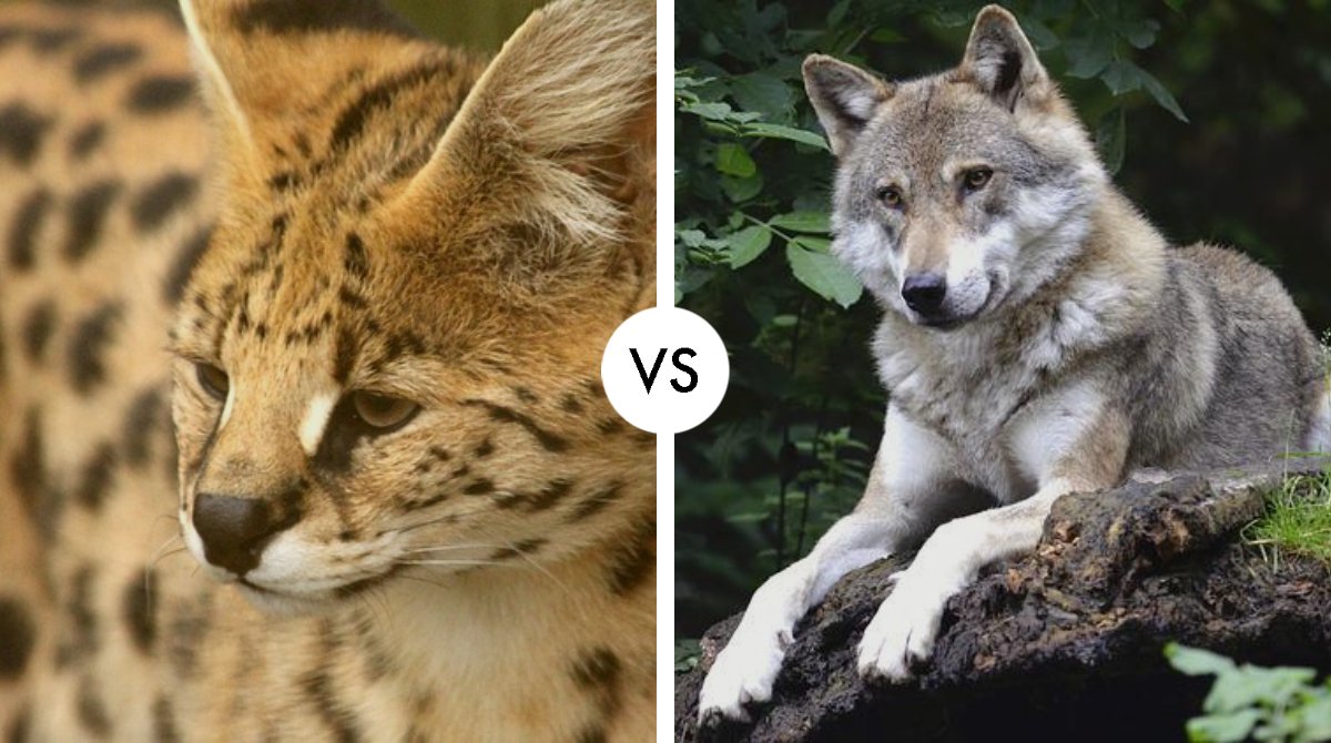 serval vs wolf