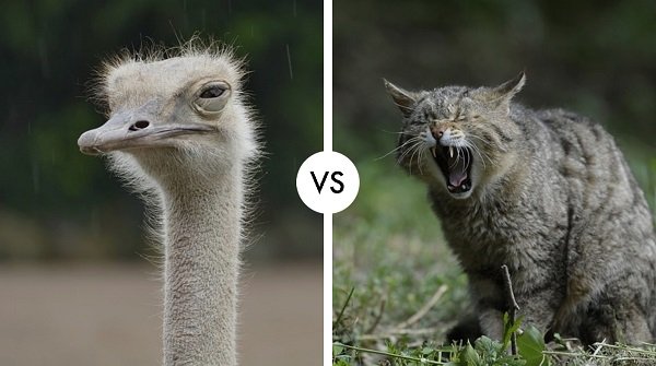 ostrich vs wildcat