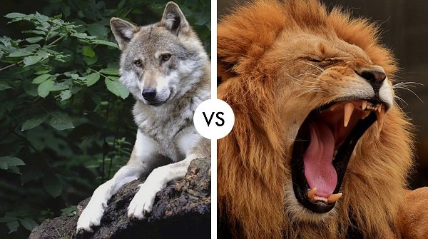 wolf vs lion