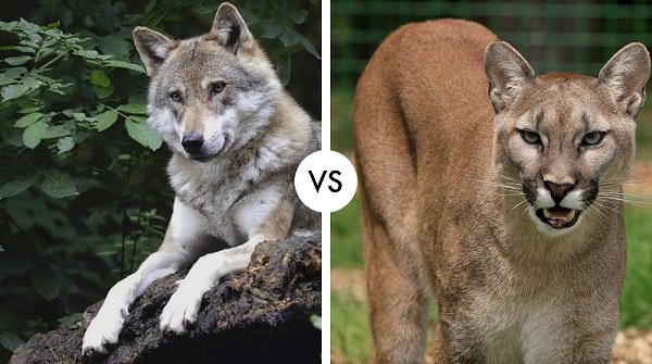 wolf vs cougar