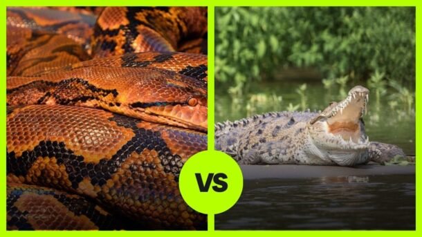 Anaconda vs Crocodile