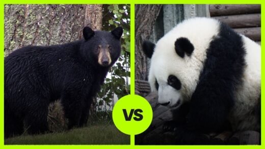 Black Bear Vs Panda