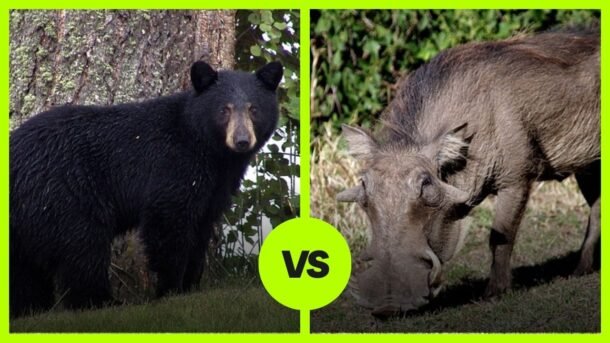 Black Bear vs Wild Boar