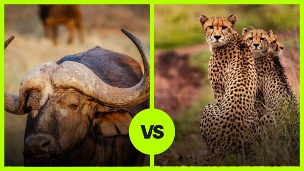 Buffalo Vs Cheetah