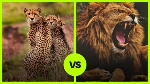 Cheetah vs Lion