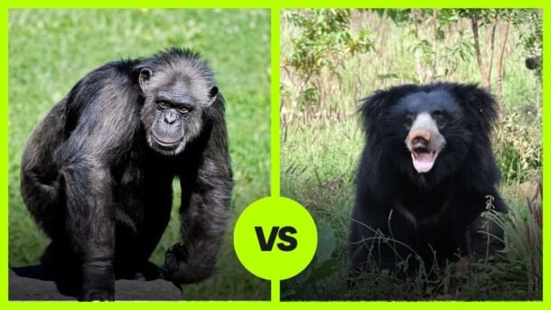 Chimp VS Sloth Bear