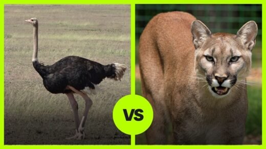 Cougar VS Ostridge