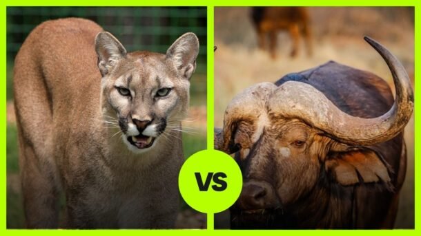 Cougar VS buffalo