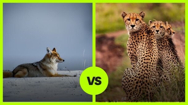 Coyote vs Cheetah