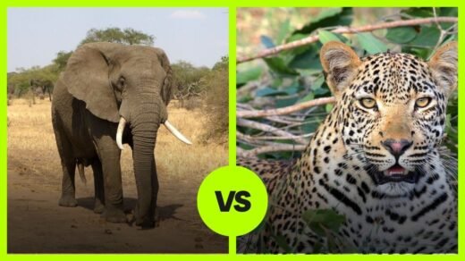 Elephant VS Leopard
