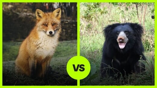 Fox vs Sloth Bear