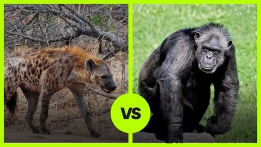 Hyena vs chimpanzee