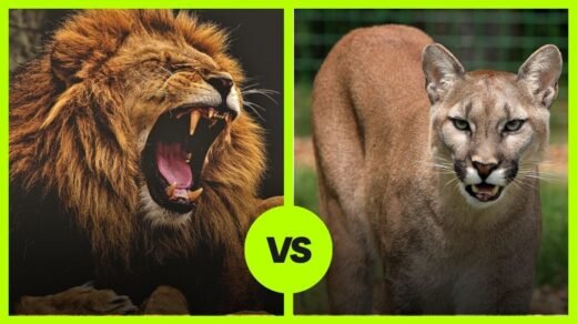 Lion VS Cougar