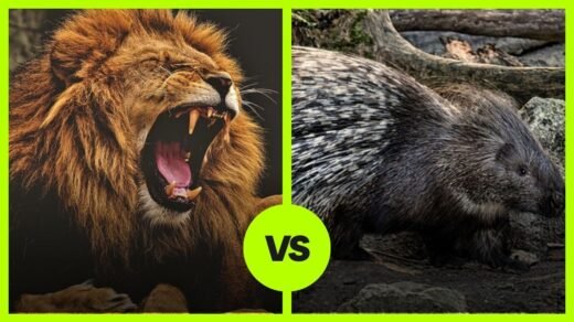 Lion VS Porcupine