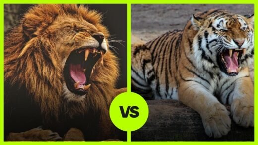 Lion VS Tiger