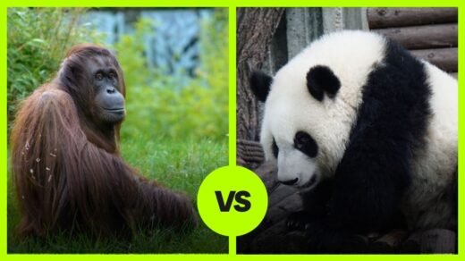Orangutan VS Panda
