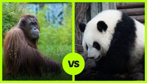 Orangutan VS Panda