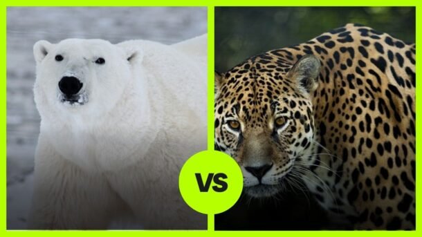 Polar Bear VS Jaguar