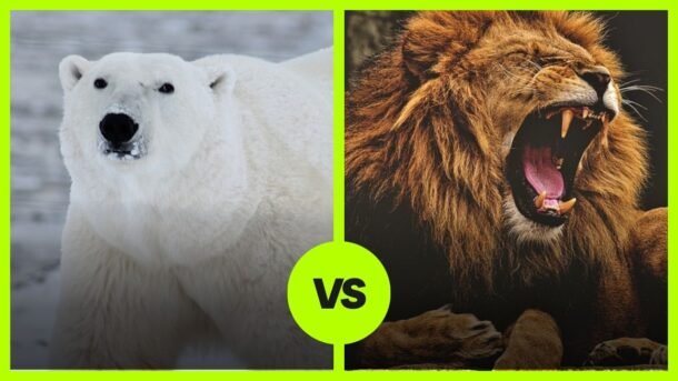 Polar Bear VS Lion