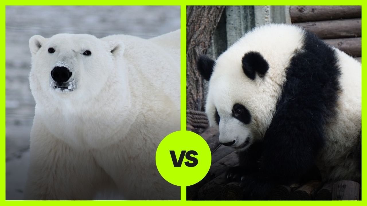 Polar Bear vs. Panda: The Chilly Giant Takes on the Bamboo Muncher