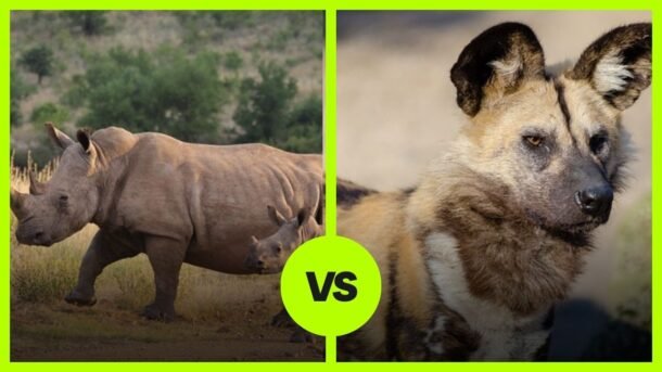 rhino vs African wild dog