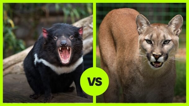 Tasmanian Devil VS Cougar