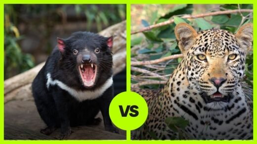 Tasmanian Devil vs Leopard