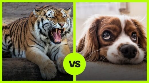 Tiger VS Dog