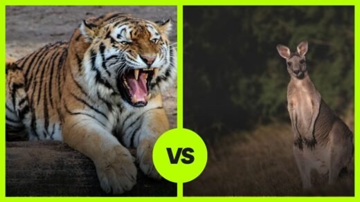 Tiger VS Kangaroo