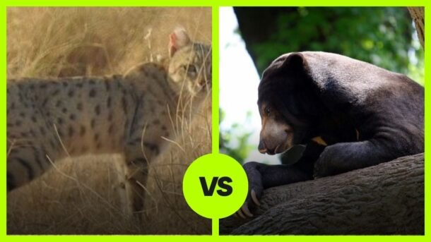 Wild Cat vs Sun Bear