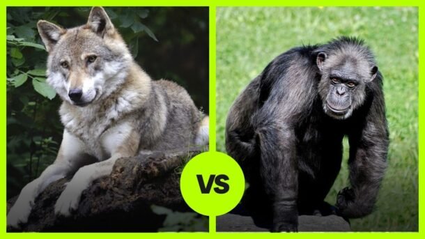 Wolf vs Chimpanzee