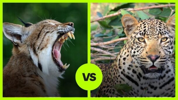 bobcat vs leopard